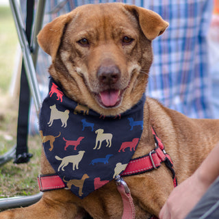 Agogo Pet Bandana - Medium - 123659