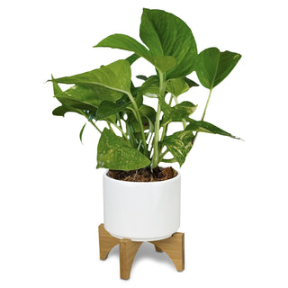 Grove Planter with Bamboo Base (White/Natural) — Detail