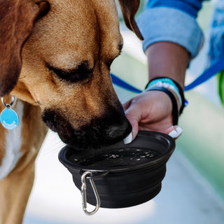 Agogo Silicone Collapsible Pet Bowl (Red)