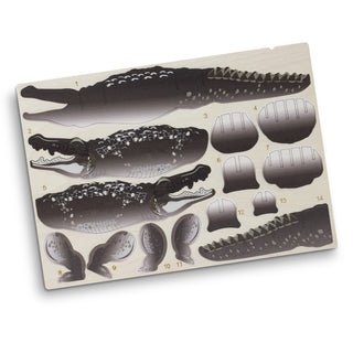 BRANDCRAFT Crocodile Wooden Model (Natural) — Flat Sheet