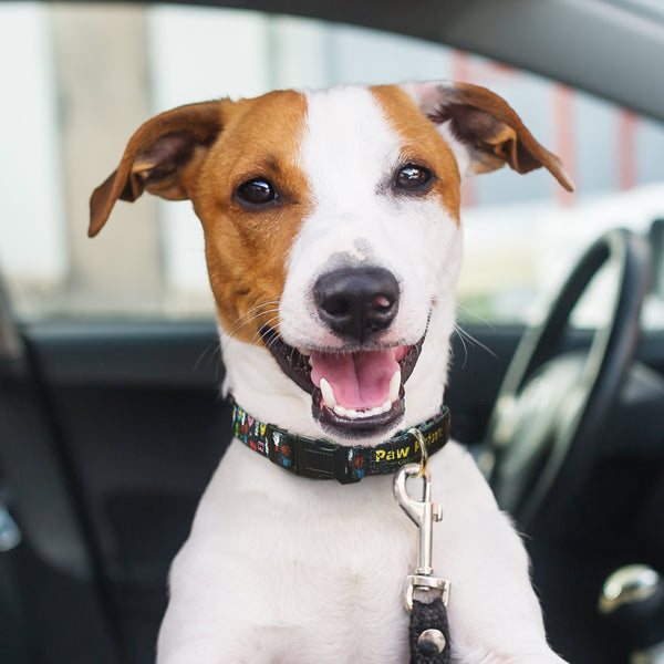 Harbour Dog Collar (White)